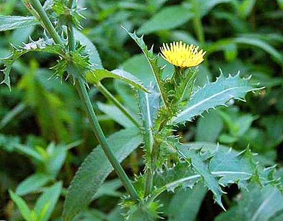 Field sow thistle: how to get rid of weed in the garden