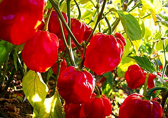 Hot Pepper "Habanero": paprika kasvatamise peamised omadused ja eeskirjad