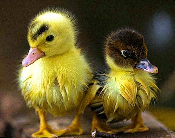 What ducklings are balding from and what to do