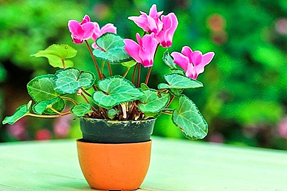 What helps cyclamen?