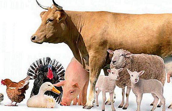 Selectie en selectie van landbouwhuisdieren