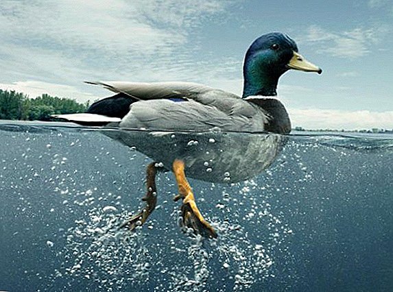Why is a duck swimming?