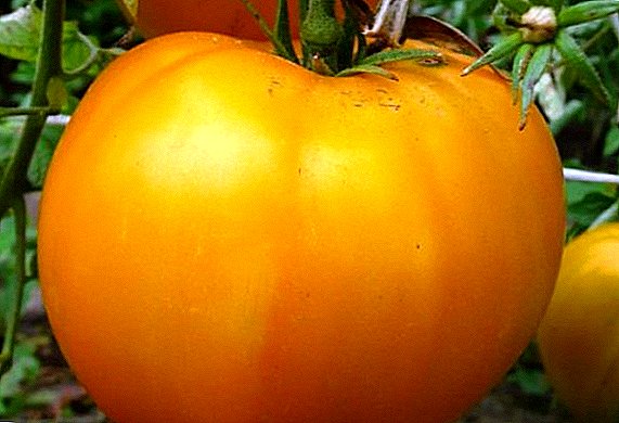 Domestic large-fruited variety of tomatoes "Orange Giant"