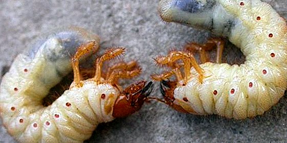 Diferencia entre larvas del oso y escarabajo de mayo.