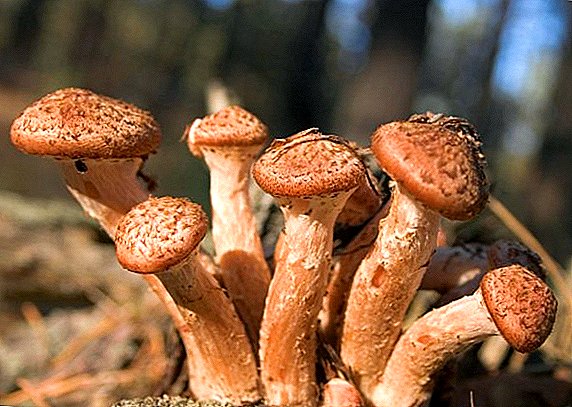 La diferencia entre hongos comestibles y falsos, cómo distinguir entre el musgo de espuma de los hongos habituales
