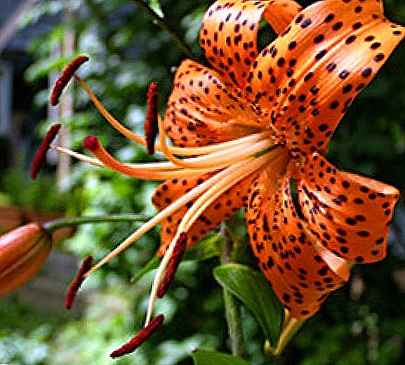 Distinctive features of tiger lily care