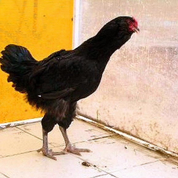 Differences and features of black bearded chickens