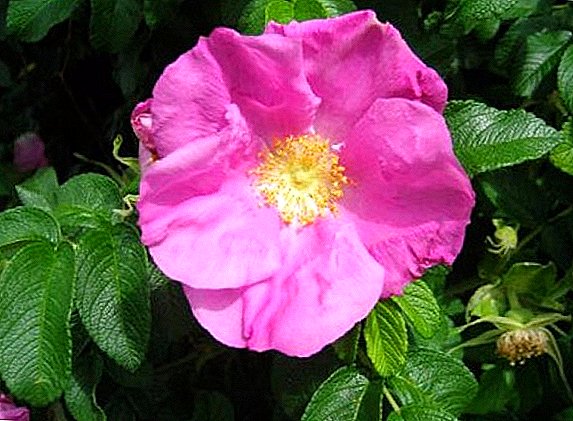 Differences between roses and wild rose: what to do if a rose has turned wild rose