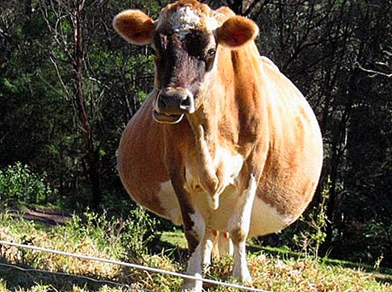 Krávy otelení: známky dvojčat