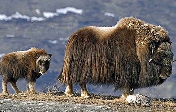 Musk ox: how it looks, where it is found, what it eats