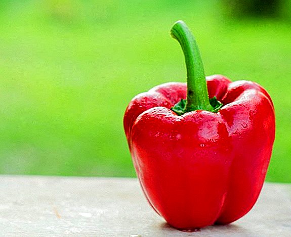 Vegetable pepper Gogoshar (Ratunda)
