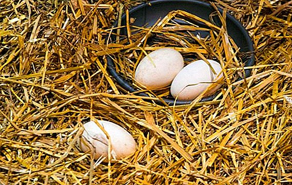 Ovoskopirovaniya turkey eggs by day