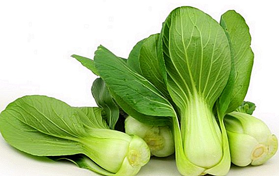 Pak-choi: the benefits and harm of Chinese cabbage