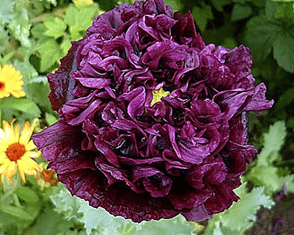 Papaver peony: planting and caring for poppy