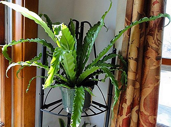 Cây dương xỉ Asplenium: cách trồng tại nhà
