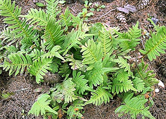 Centipede Fern: Planting and Care of Polypodium