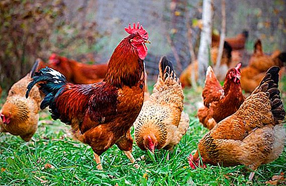 Parasites in chickens: what are, how to treat