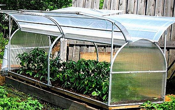A greenhouse without bothering: how to make a self-made construction of film, hoop and wood
