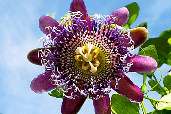 Passionflower: perawatan komprehensif, sifat penyembuhan dan aplikasi medis