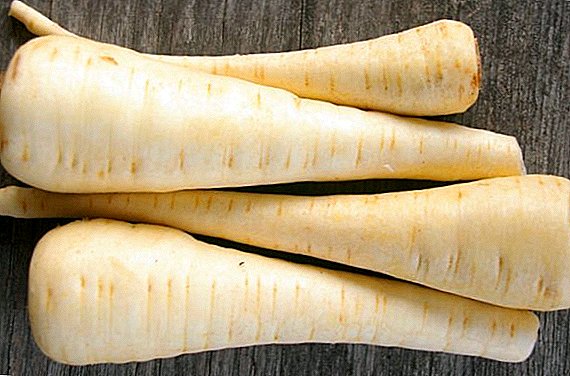 Pasternak-groente: nuttige eigenschappen en contra-indicaties
