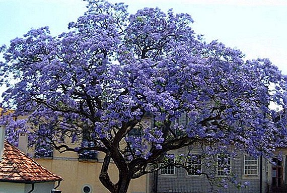 Paulownia: seed growing and aftercare