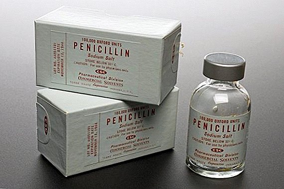 Penicilin za kunce: kje prick, kako se razmnoževati in dati
