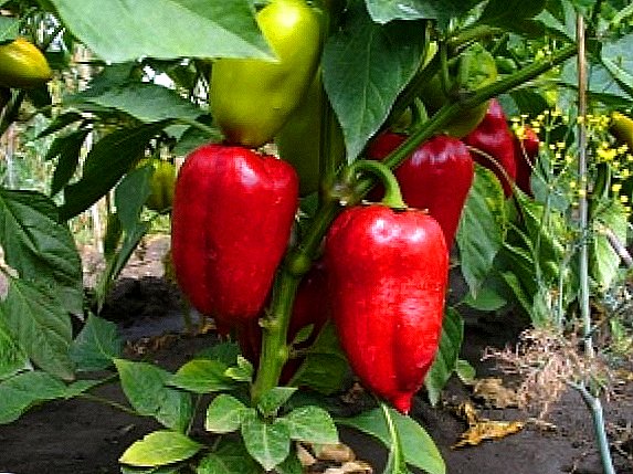 Pepper for open ground: the best varieties