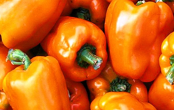 Pepper "Orange miracle": descrição e cultivo