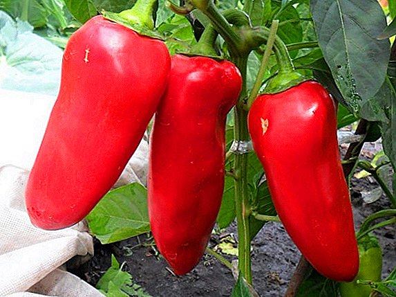 Pepper "Soloist": characteristics and description of the variety