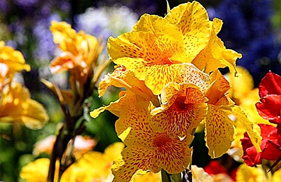 The list of varieties of Cannes flowers with photos and descriptions