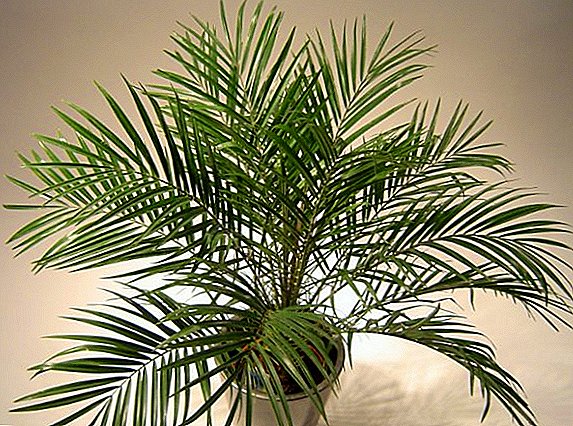 Lista över palmer med foton och beskrivningar
