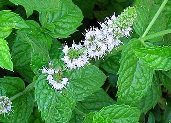 Peppermint: harm and benefits to the body