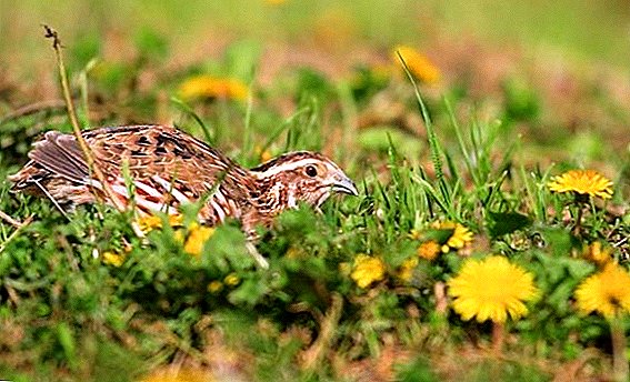 Pharaoh quail: how to care and how to feed at home