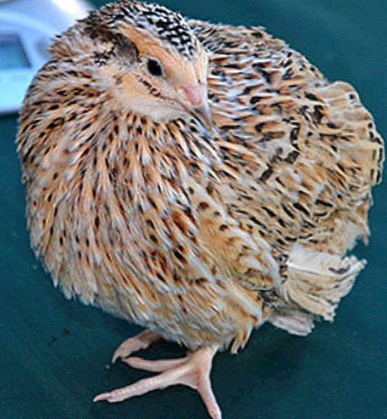 Manchu golden quails: zvláštnosti chovu doma