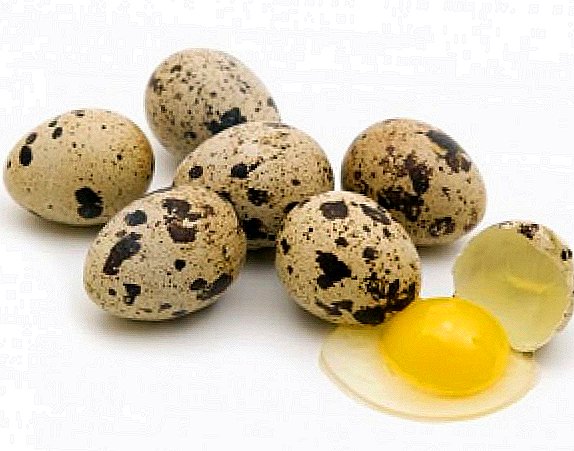 Quail eggs: what are the dignity and harm?