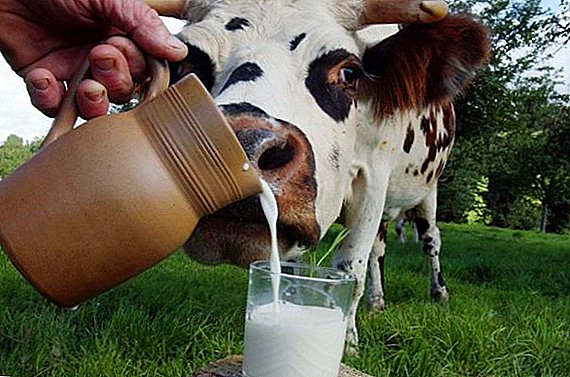 Período de lactancia en vacas: duración, etapa.