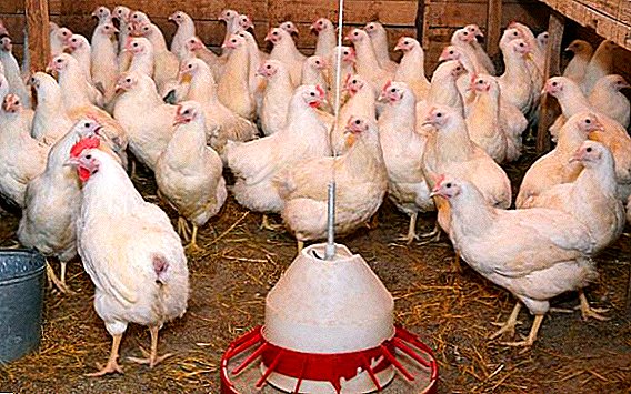 Período de producción de huevos en pollitas.