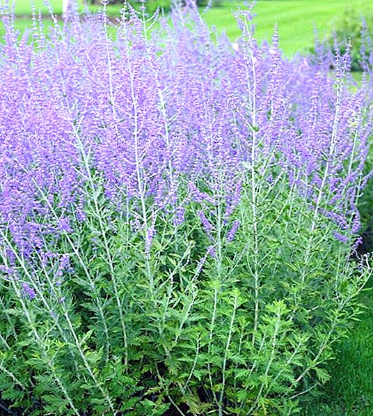 Perovski, or Russian sage: planting and care