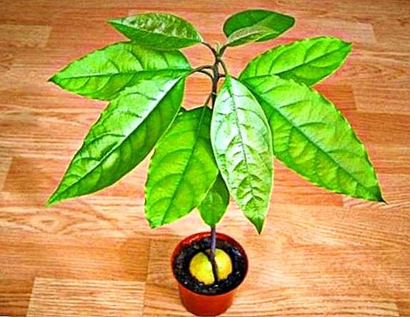 Perseus American (Avocado): Merkmale des Pflanzens und der Pflege zu Hause