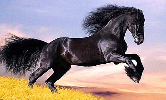 Percheron: the tallest horse with a magnificent mane