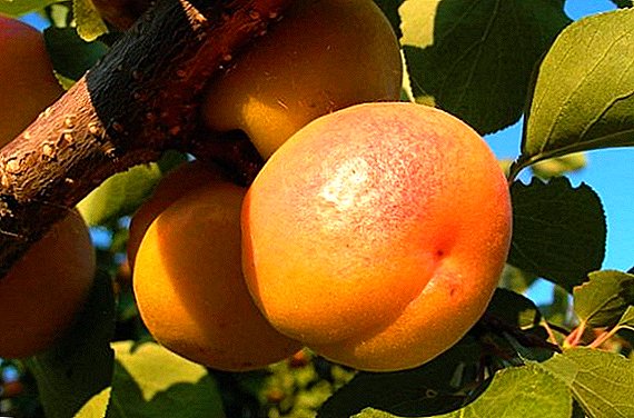 Pfirsich oder Aprikose? Aprikosenbeschreibung der Pfirsichsorte