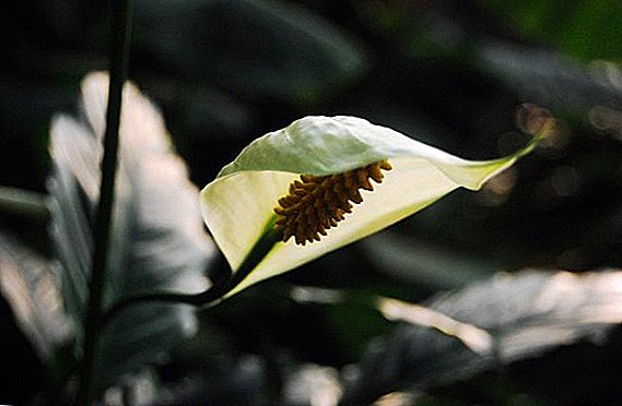 Bonte kleur en witte strepen: hoe zorg je voor Domino Spathiphyllum