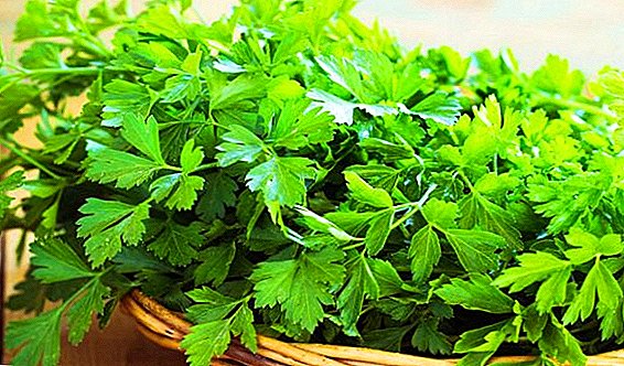 Is parsley a vegetable or not?