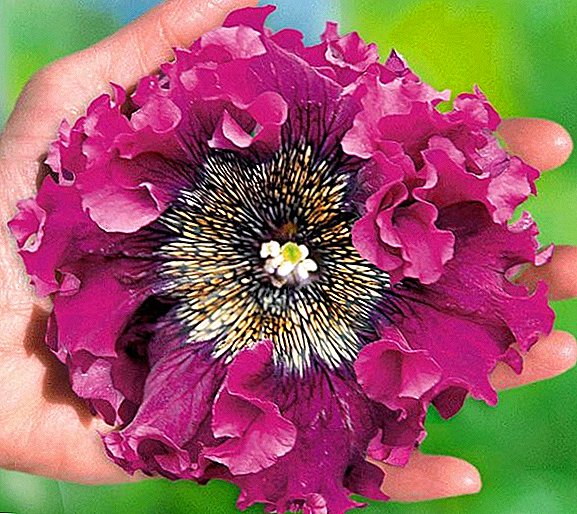 Büyük çiçekli petunya: özellikleri ve özellikleri, ekim agroteknolojisi