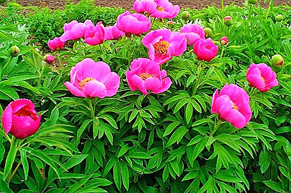 Peony evading (marin root): botanical description and medical use