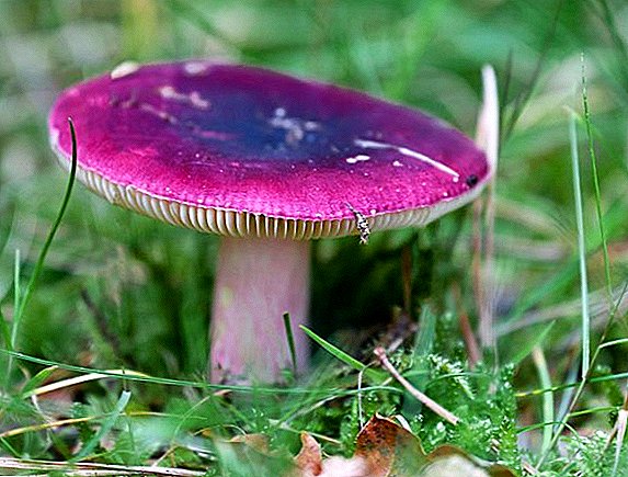 Russula lard mushroom: description and how to clean it