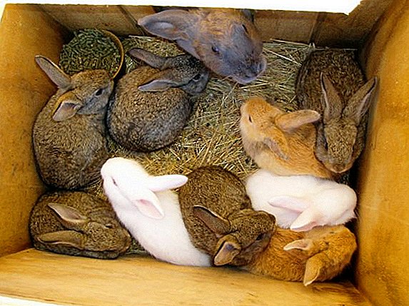 Breeding rabbit breeding