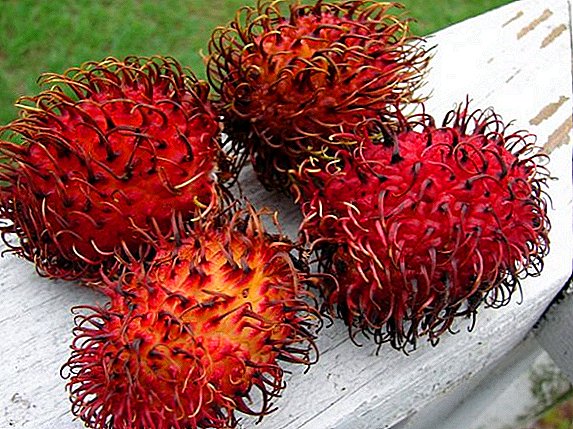 Frutta del Rambutan: proprietà utili e piantagione di ossa