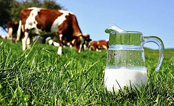 Gostota mleka: norma, metode določanja, tabela