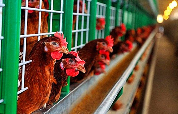 Fordele og ulemper ved at holde kyllinger i bur